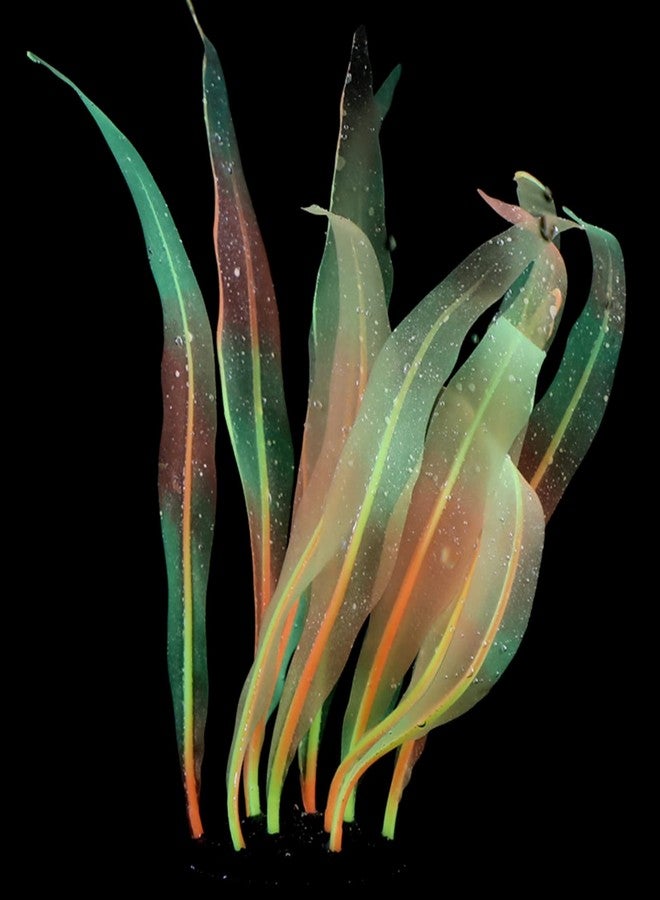 Youngy Aquarium Artificial Kelp Soft Silicone Plant Move With Water Flows 7 Inch High Realistic Seaweed Fish Tanks Decorations Silicone Seaweed Aquarium Plant Kelp Aquarium Plant Decor Realistic Fish Tanks - Image 5
